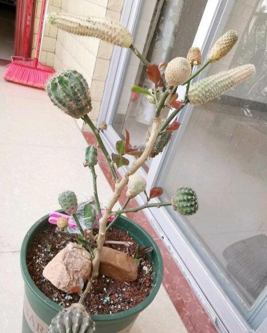 不知道怎么养仙人球请注意这些,仙人球为什么不能养