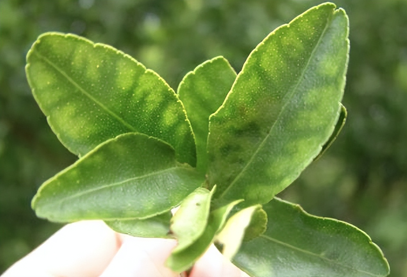 柑橘缺素怎么补救最快,柑橘缺镁怎么矫正最快