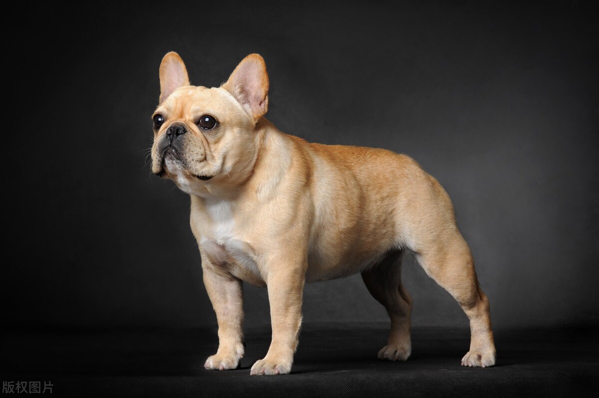 十大名犬喜欢哪只,72种名犬都有哪些