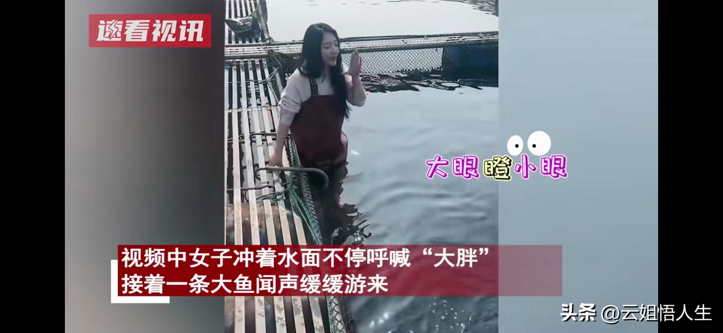 湖南女子喂养500斤大鱼当作宠物,女子养500斤大鱼当宠物视频