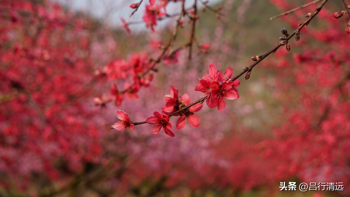 清远哪里有桃花树,广东清远阳山桃花源