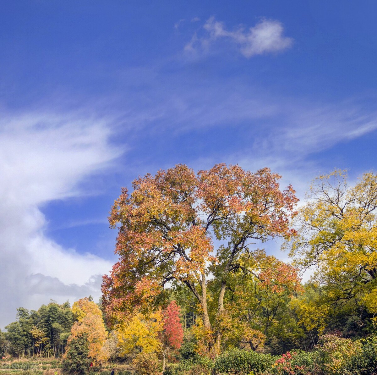 11月份去哪里玩最好玩呢,十一月份秋天适合去哪旅游国内