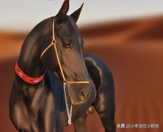 一匹马2000万，有人为它不惜挑起两国战争！真宝马阿哈尔捷金马