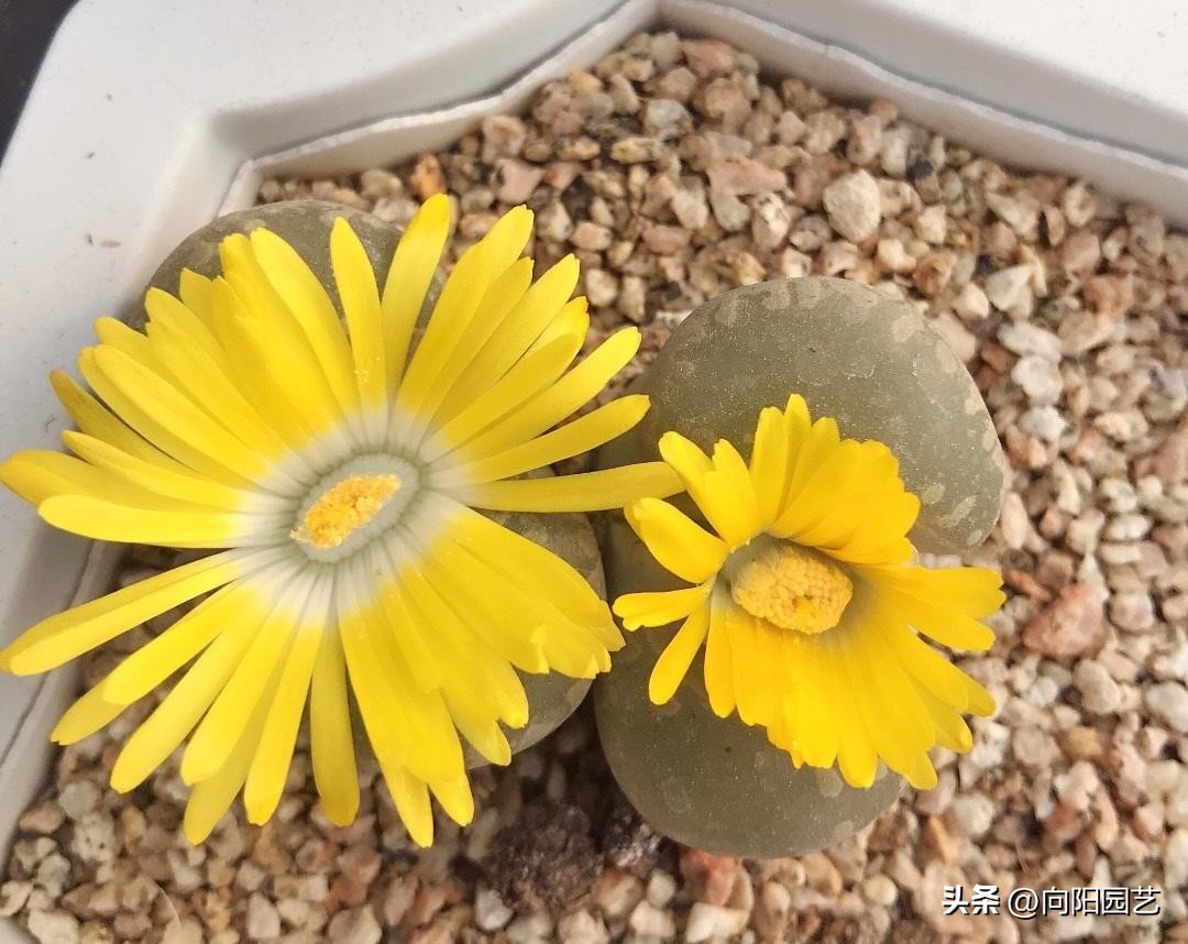 多肉怎么用叶片繁殖,多肉几月份适合砍头或叶插