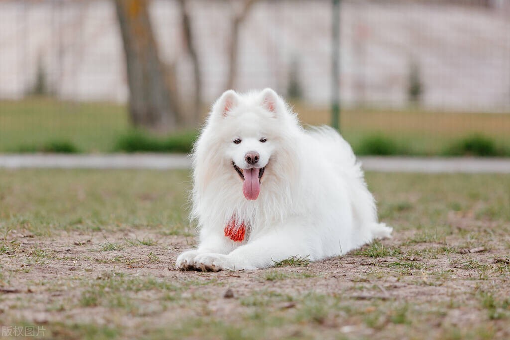 常见的宠物犬种品种有哪些,常见的宠物犬种类及图片大全