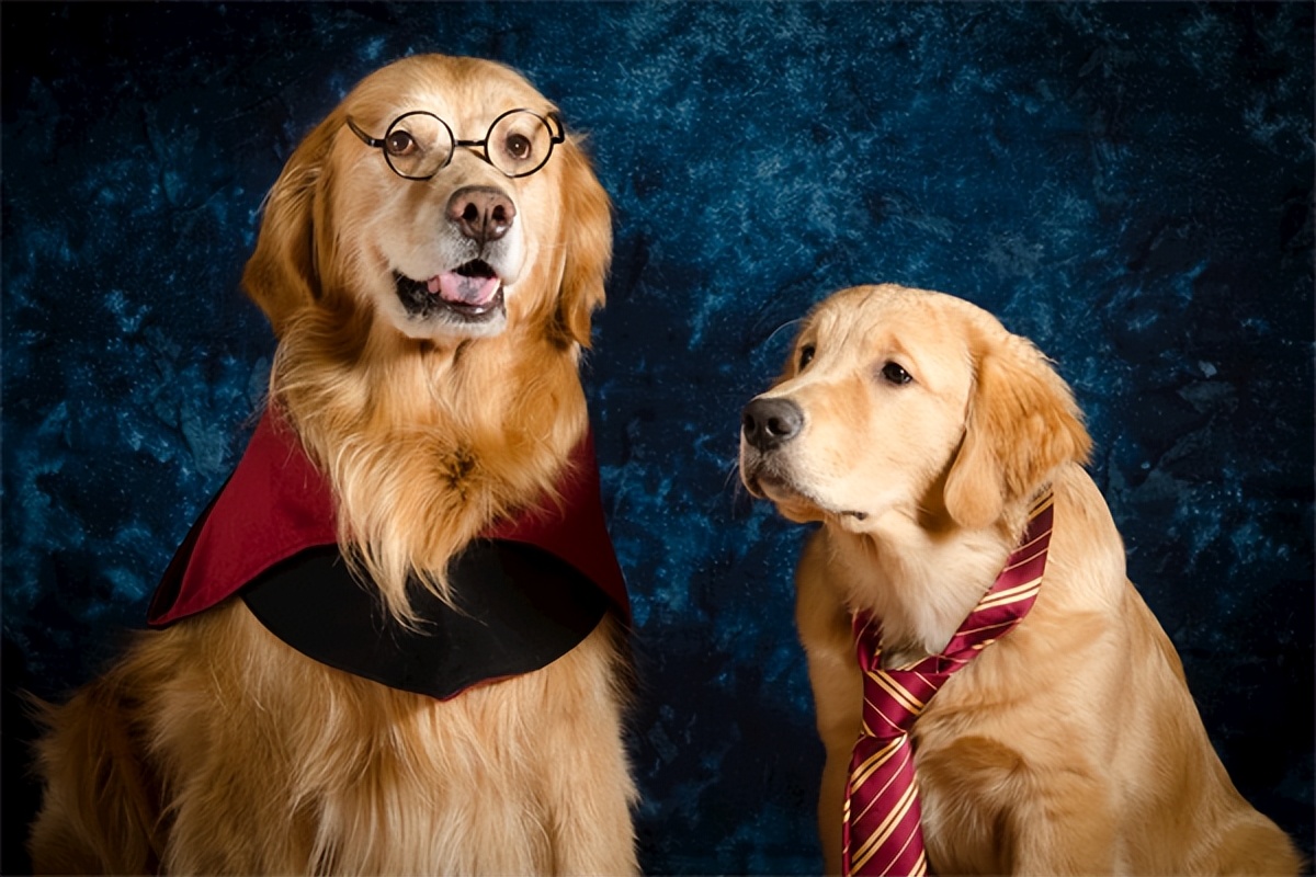 普安特感冒宠物药,狗狗普安特感冒药