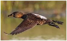 鸟类在分类学中统称为什么,鸟纲分类总表