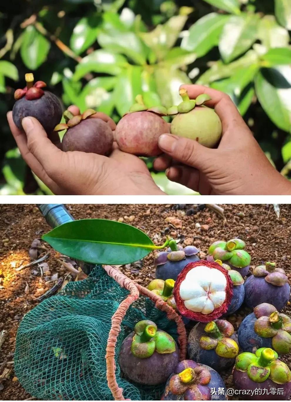 好吃的家常菜做法,好吃的山东油饼