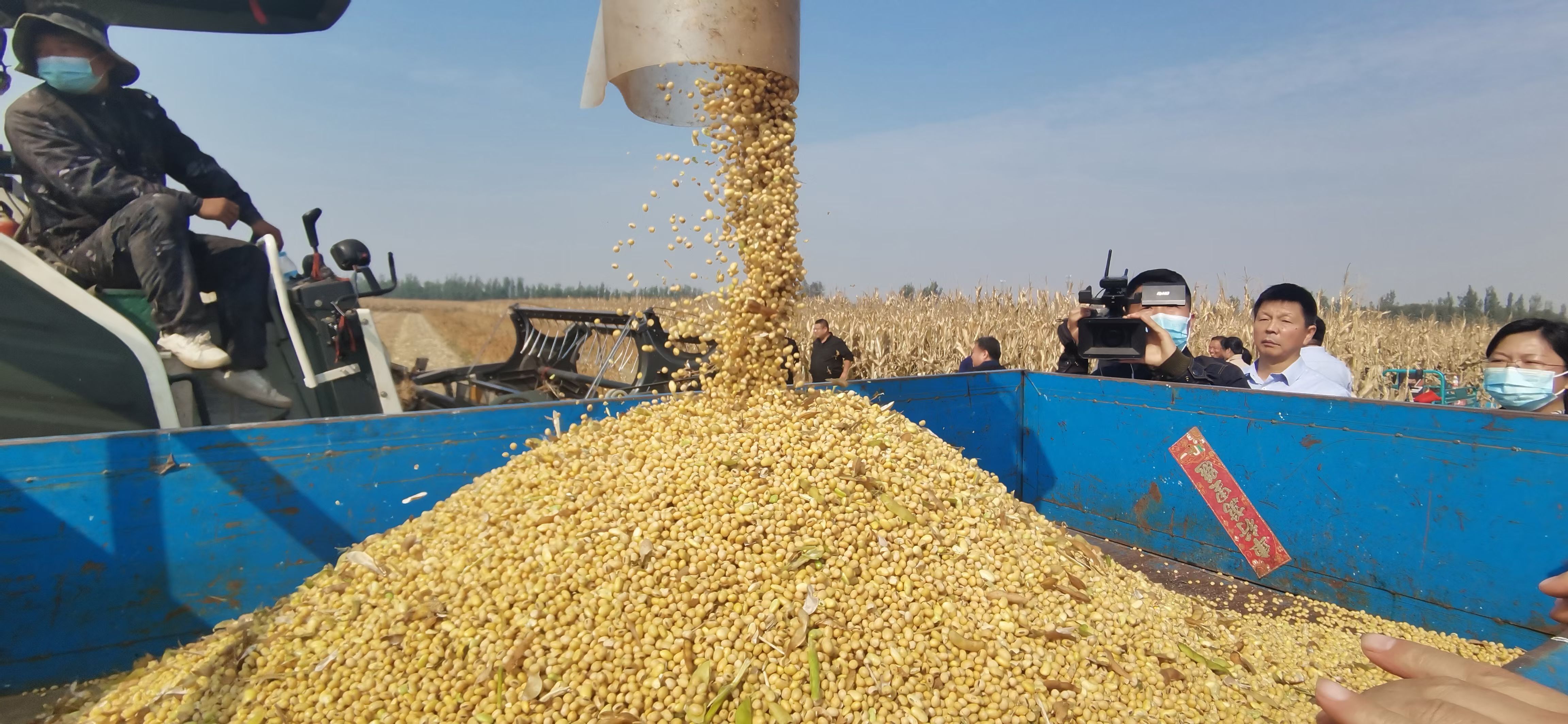 德州种大豆一亩补多少钱,大垄密植大豆喜获丰收