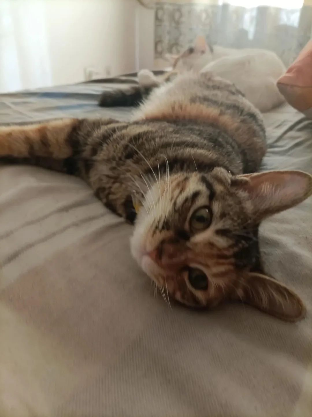 宠物市场的底层逻辑,关于宠物市场的市场分析