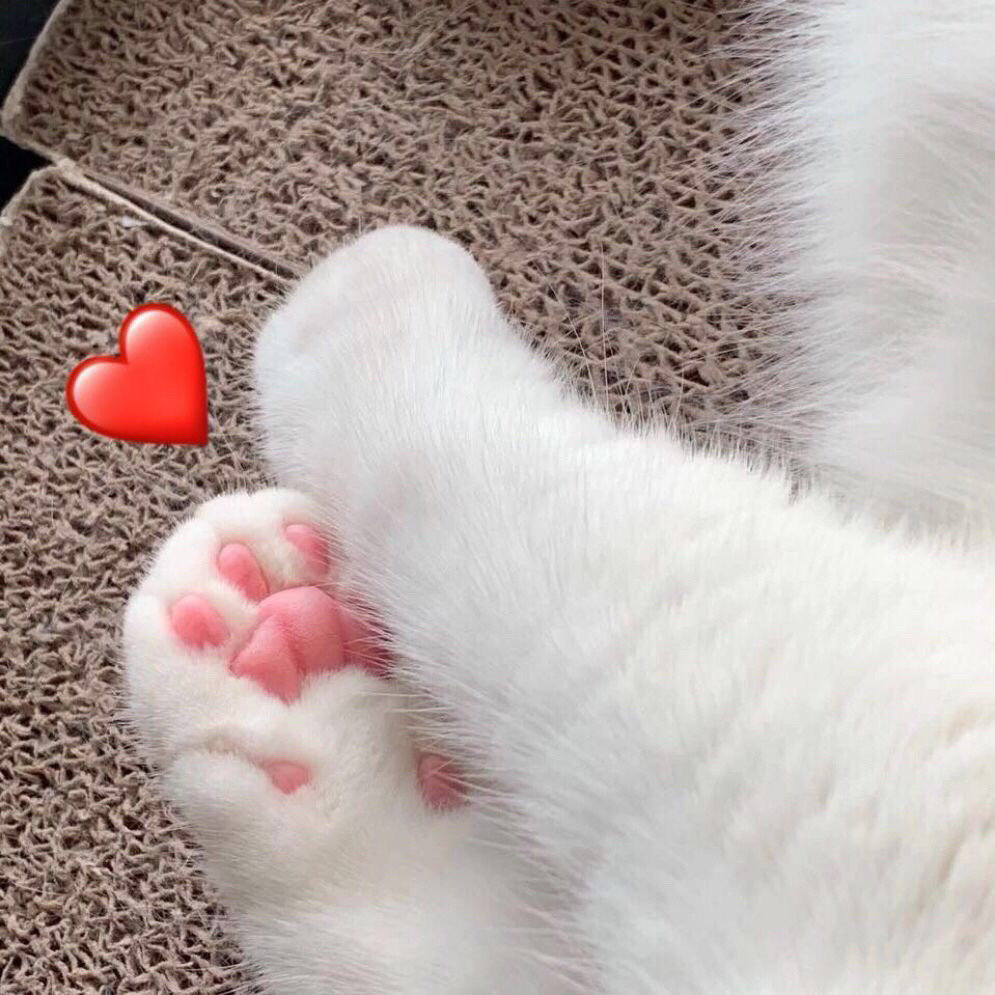 鍛婄櫧瑙嗛鏂囨,娣辨儏鍛婄櫧鏂囨