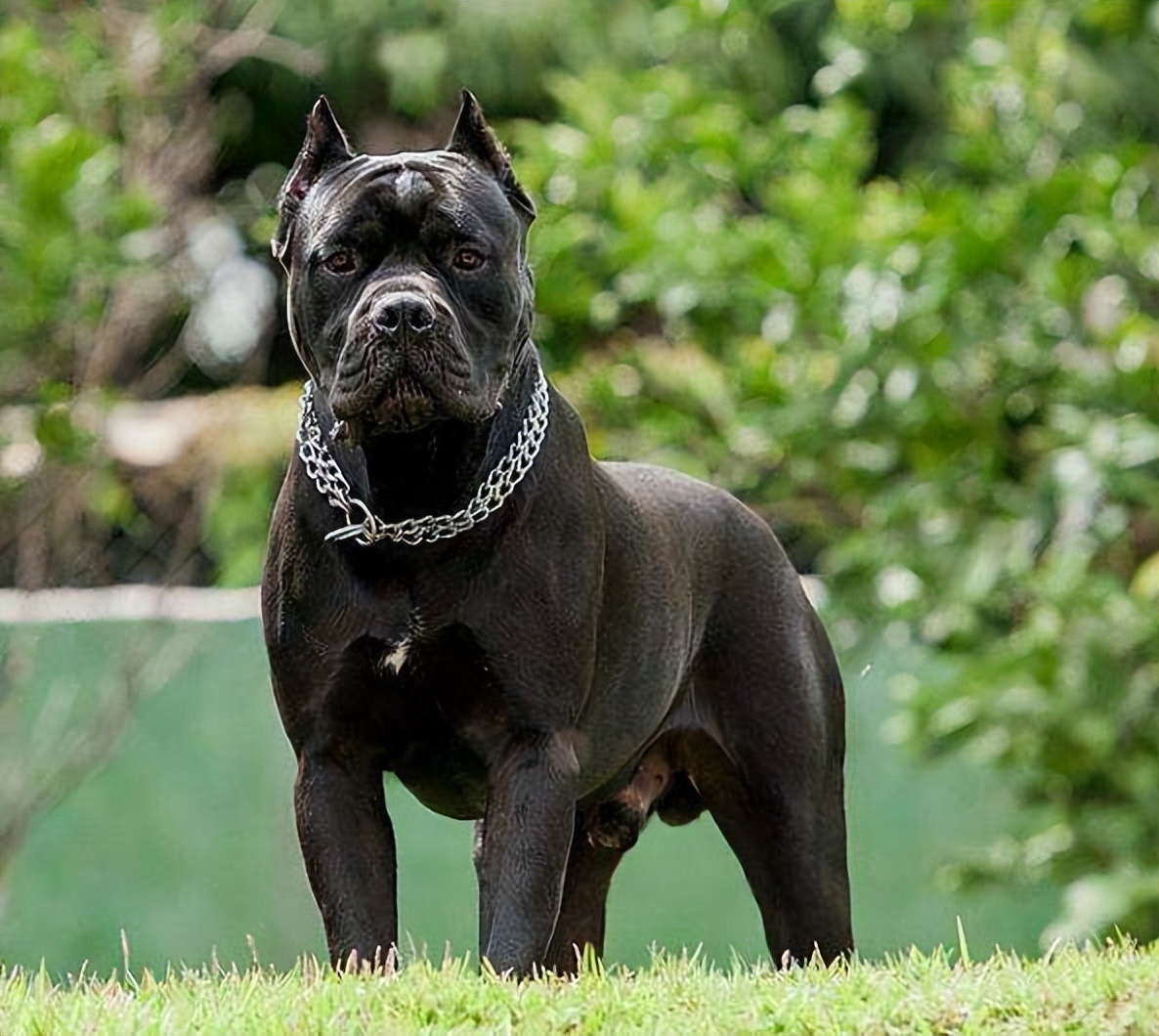 “卡斯罗”明明很优秀，为何养的人少，原因有7个