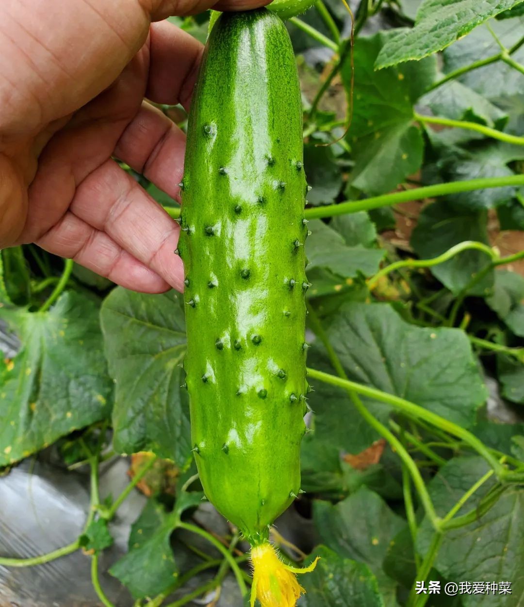有些黄瓜吃起来发苦是怎么回事,超市买的黄瓜发苦怎么吃能不苦