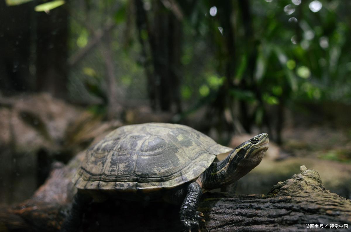 养一个人工繁殖的斑点池龟犯法吗,家里养什么龟赚钱