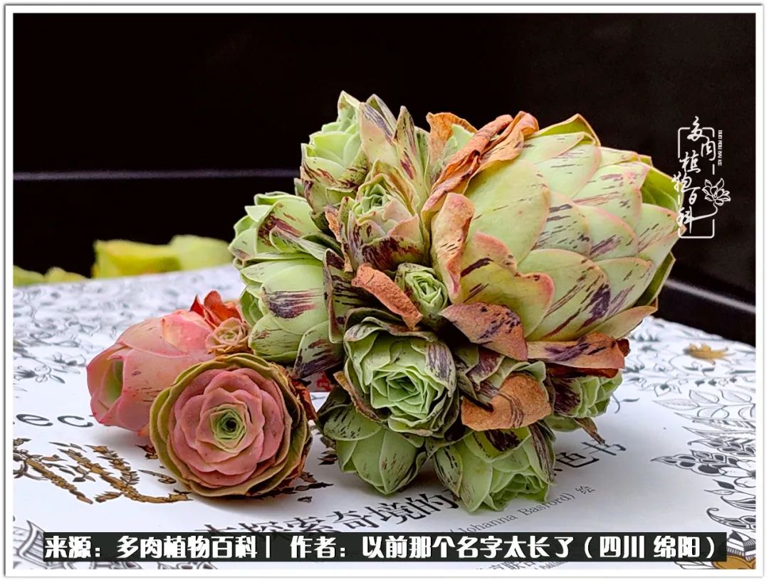 夏天山地玫瑰,小清新山地玫瑰