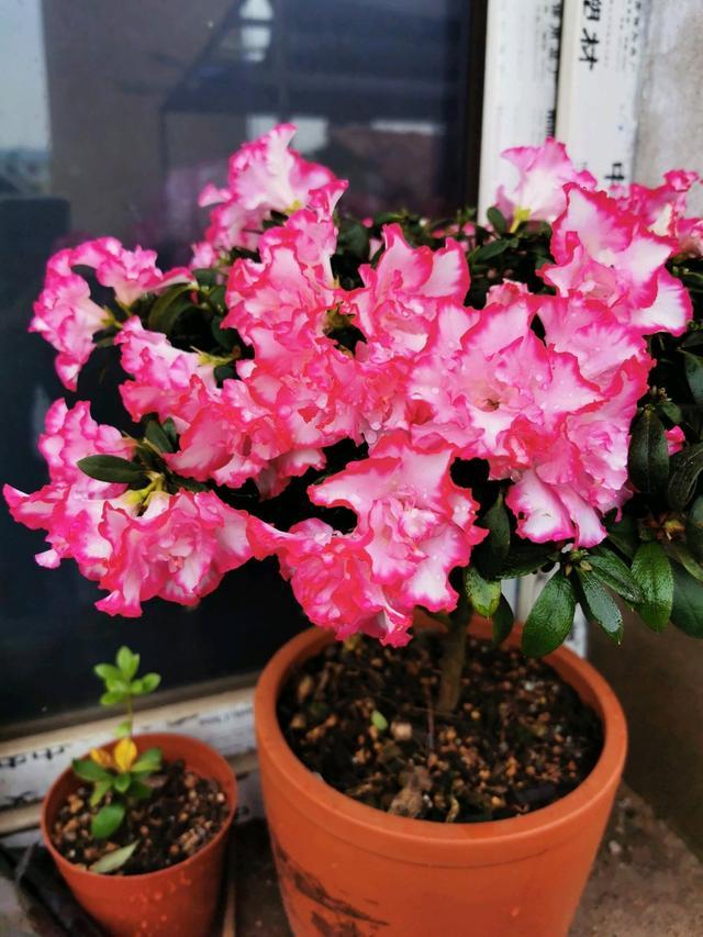 养花什么花是喜酸的,喜酸的花怎么养