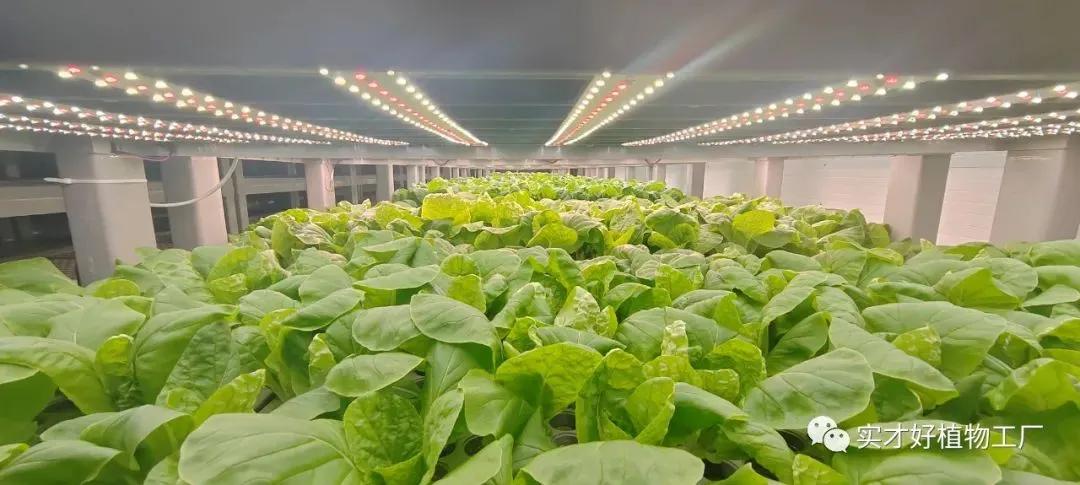 植物工厂真的存在,植物工厂原理