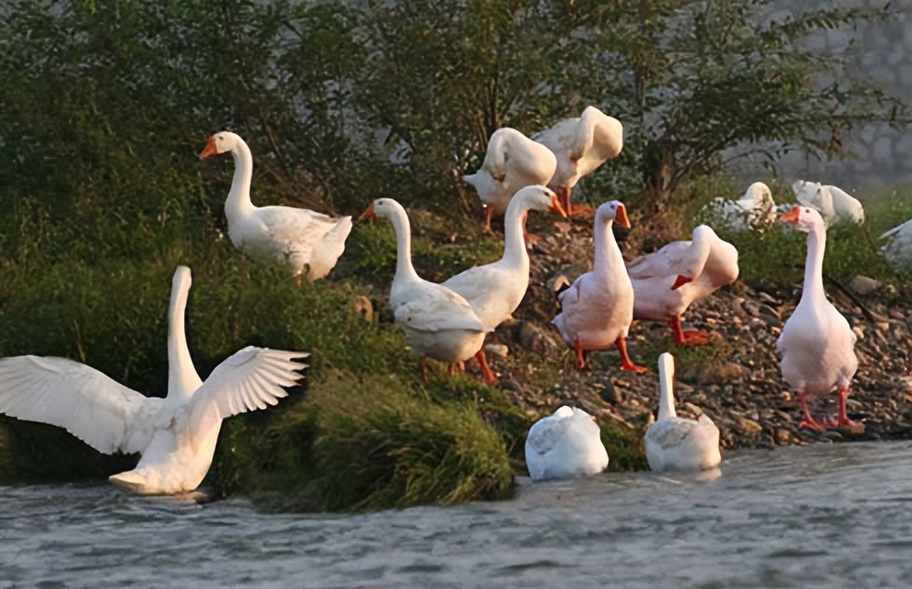 鹅大肠杆菌怎么预防,鹅大肠杆菌病的发病特点