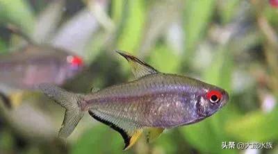 新手必养灯科鱼,灯科群游