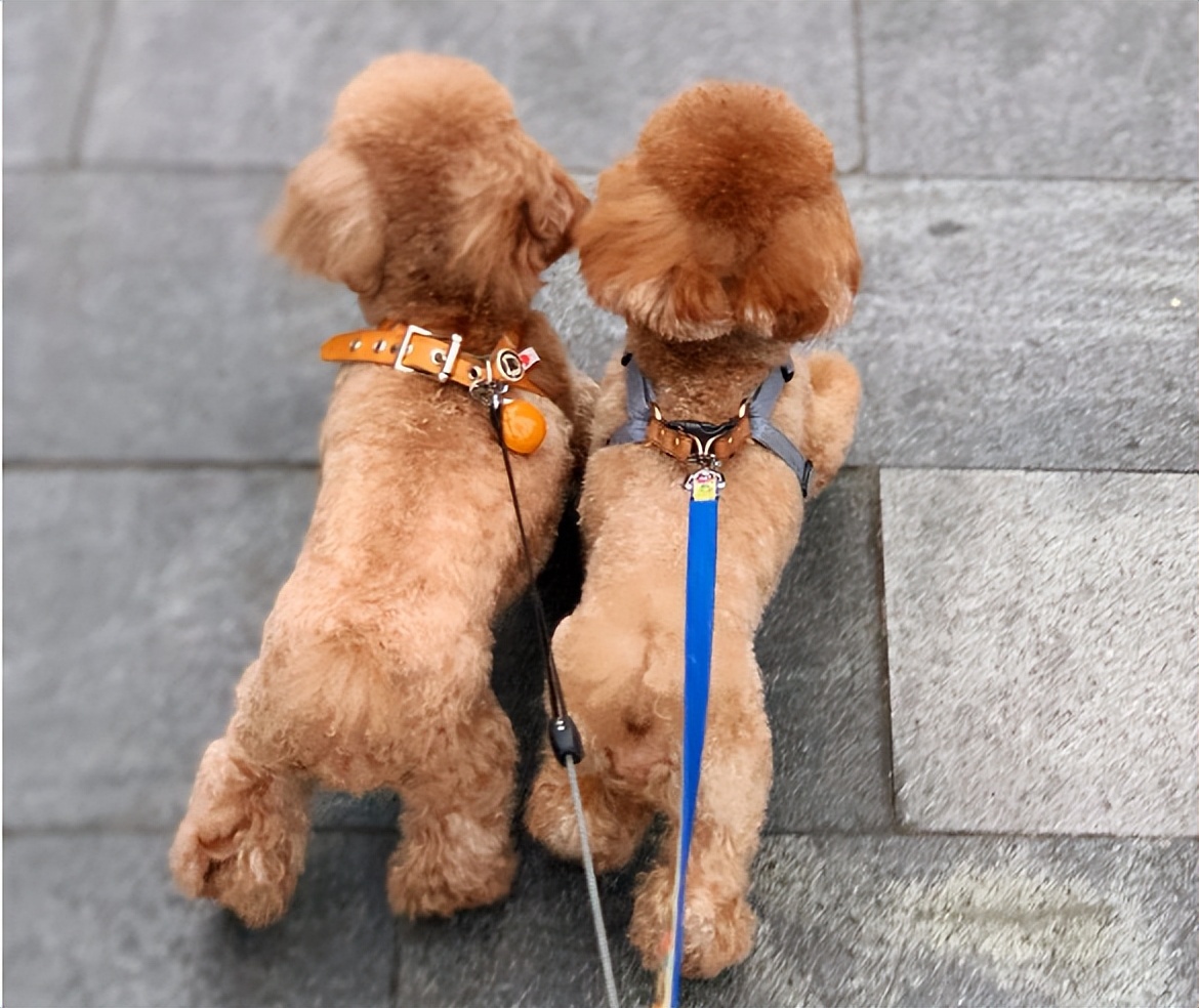 原来狗狗的交配方式，有那么多种