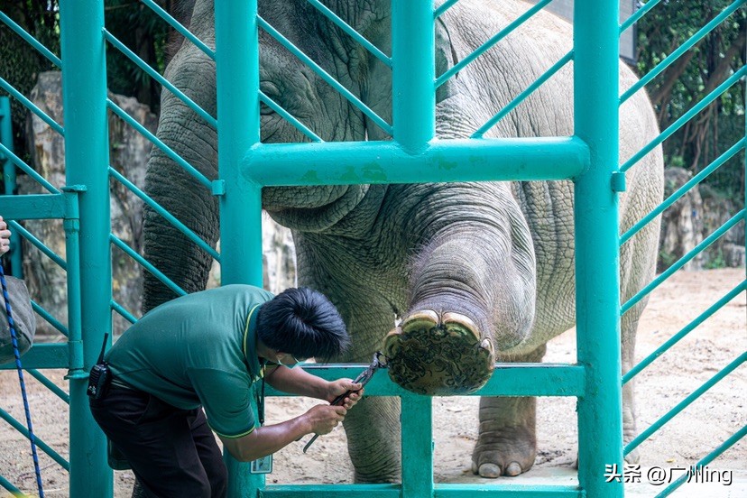 世界大象日了解亚洲象大种群,大象培育巨象
