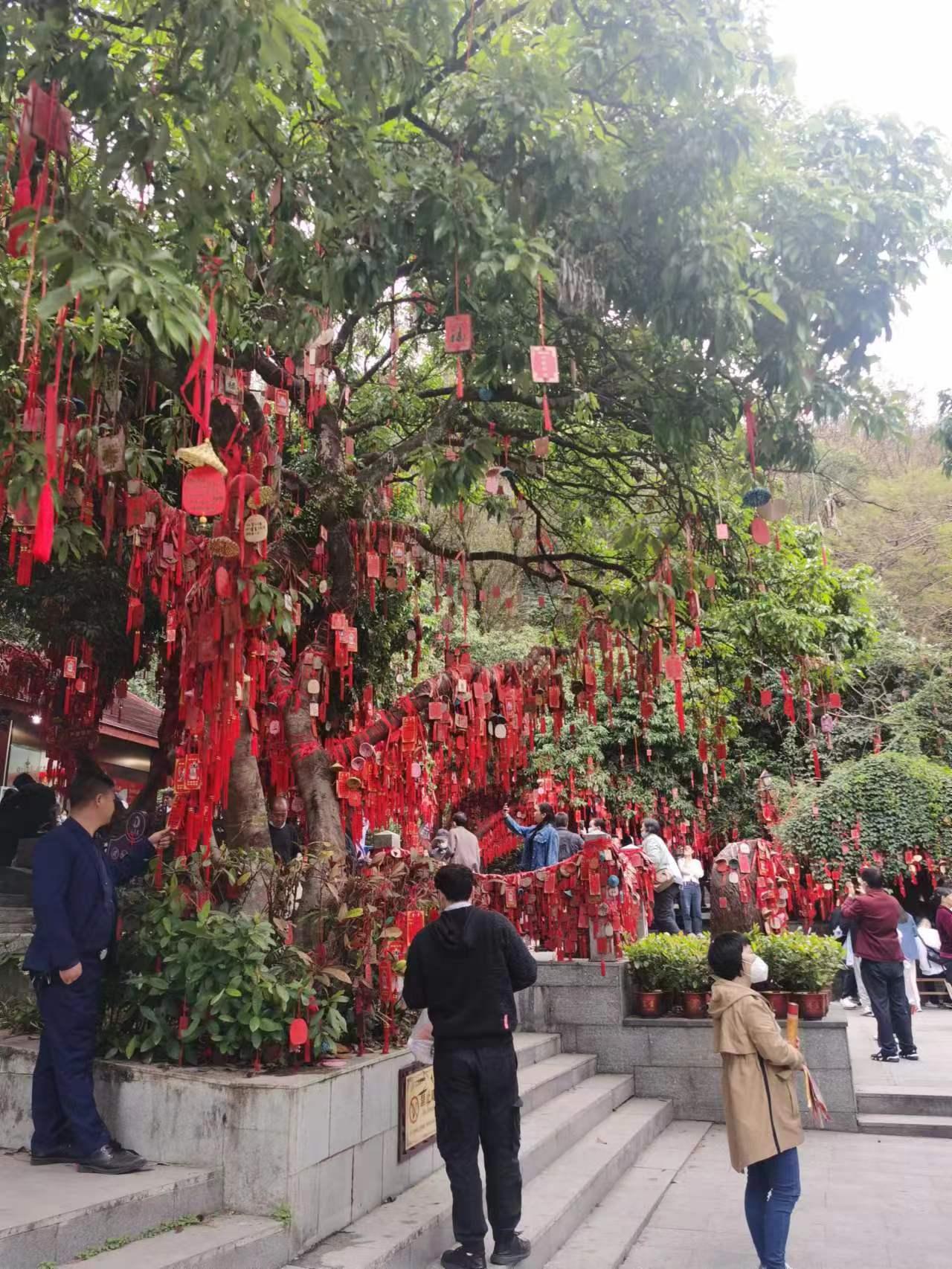 去过深圳凤凰山的人,深圳凤凰山为什么叫凤凰山