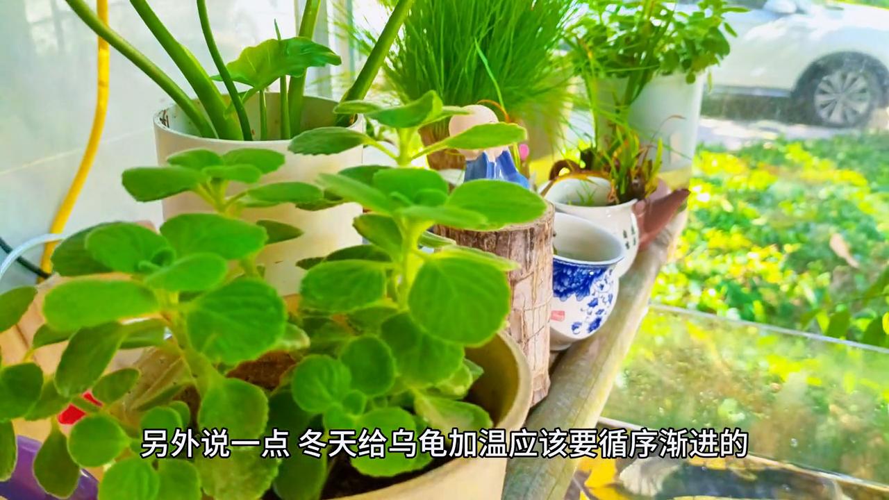 养乌龟常见的病治疗方法,冬天给龟治病干养如何保温