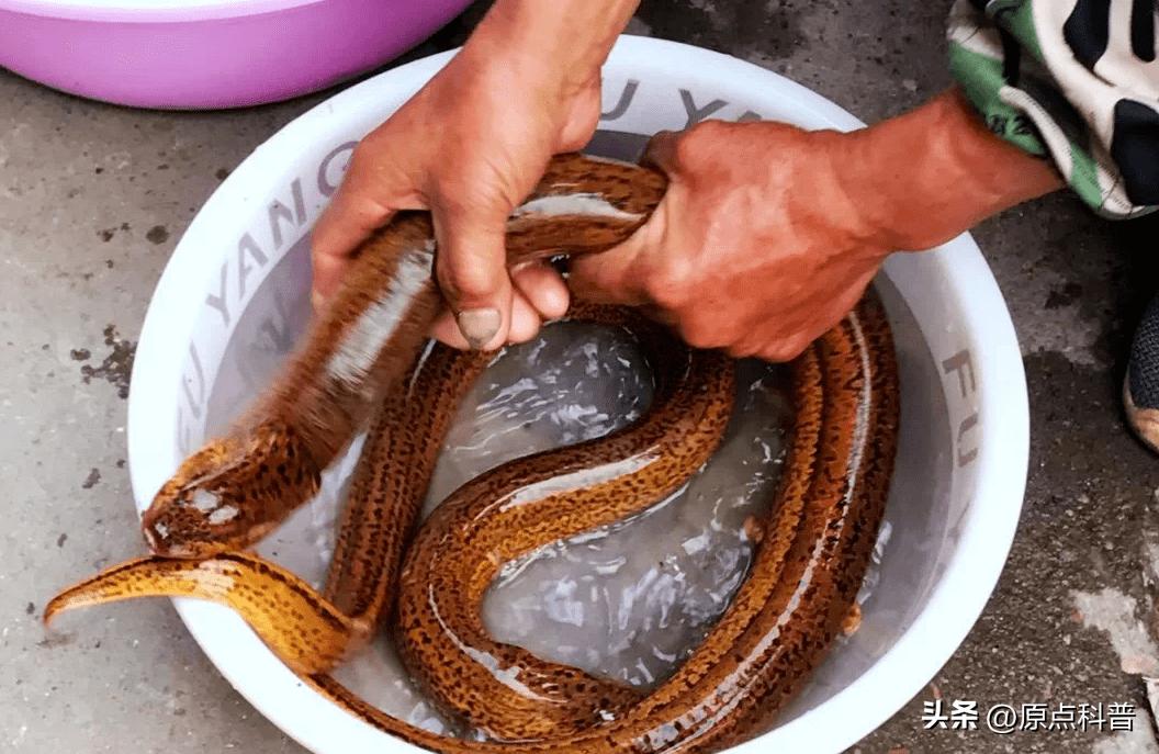 生豆角吃了会中毒吗,生豆角生吃多少就会中毒