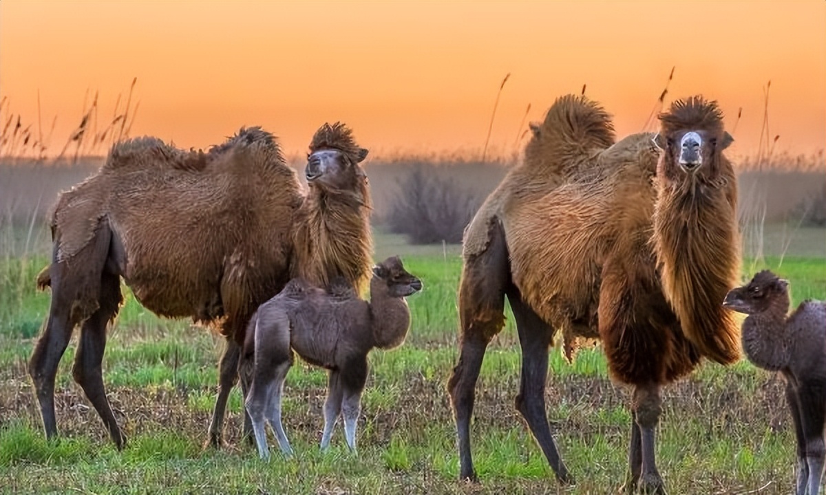 野公驼和家母驼要搞跨属恋爱，牧主却棒打鸳鸯，究竟为什么？