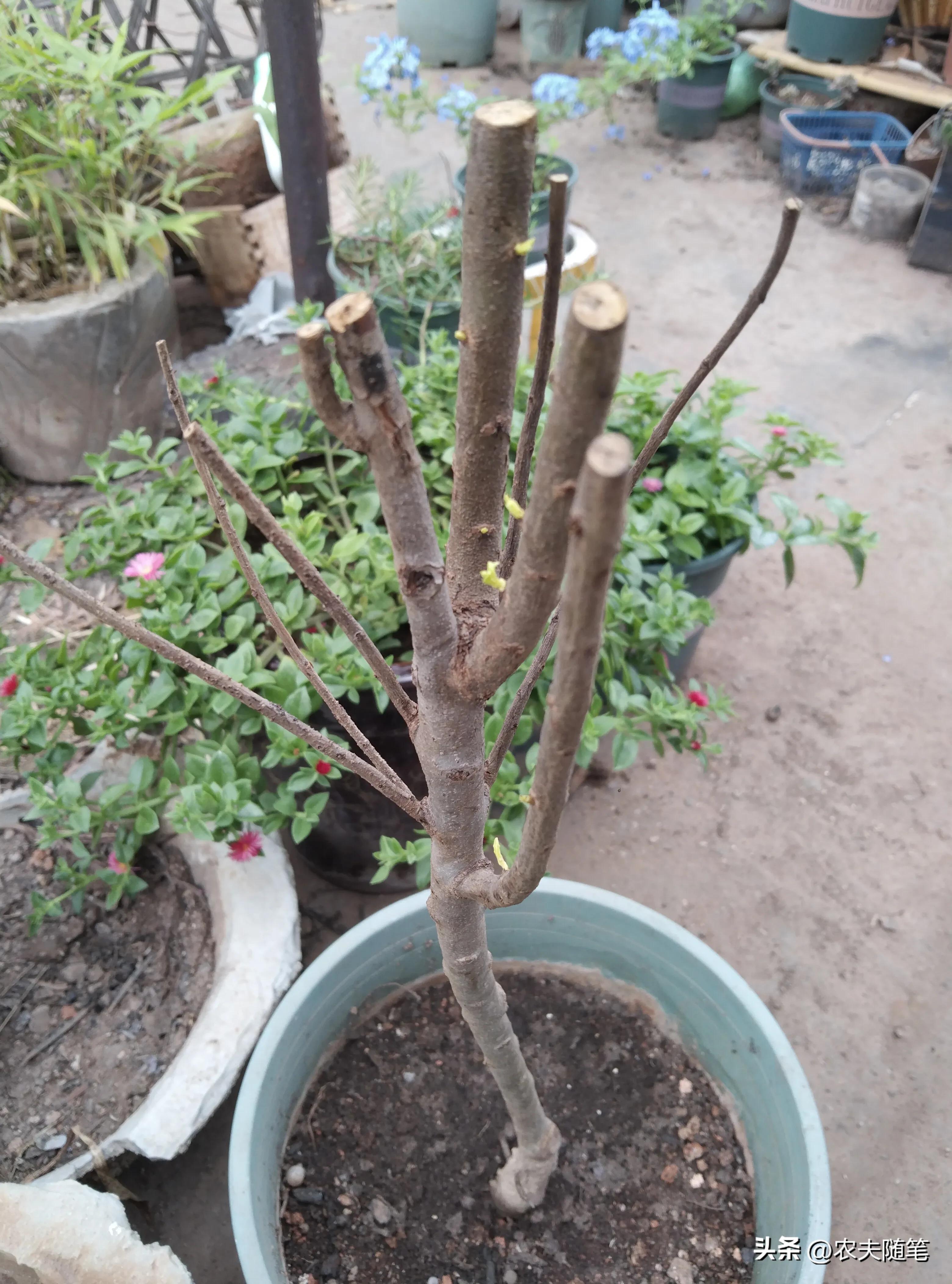 网购石榴便宜推荐,网购石榴果怕不怕冻坏