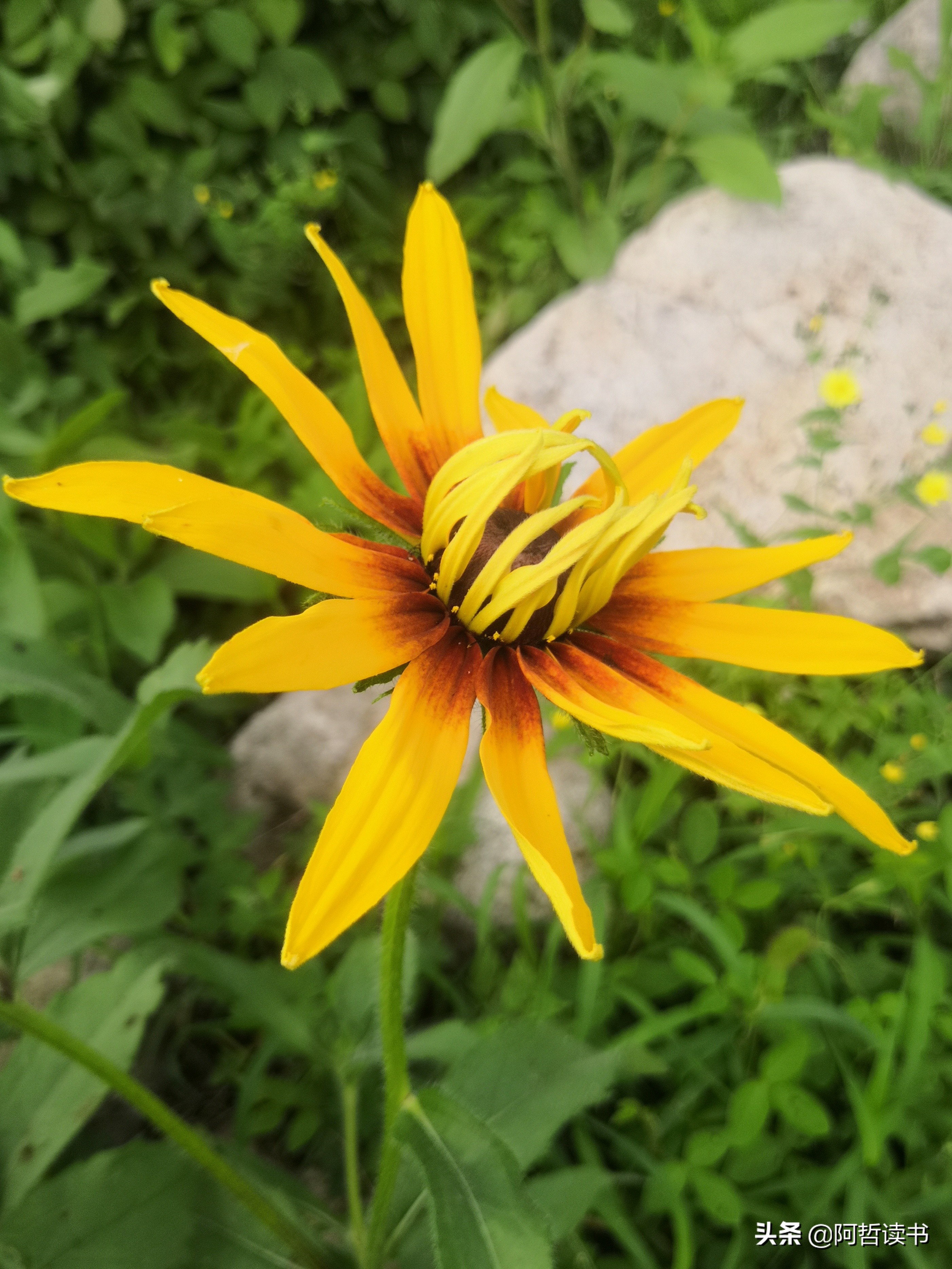 黑心金光菊:花名不雅,花姿灿烂,菊花里独特耀眼的一款