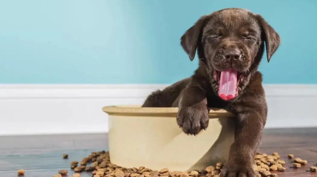 宠物毒粮有哪些 (宠物饲料鉴别)