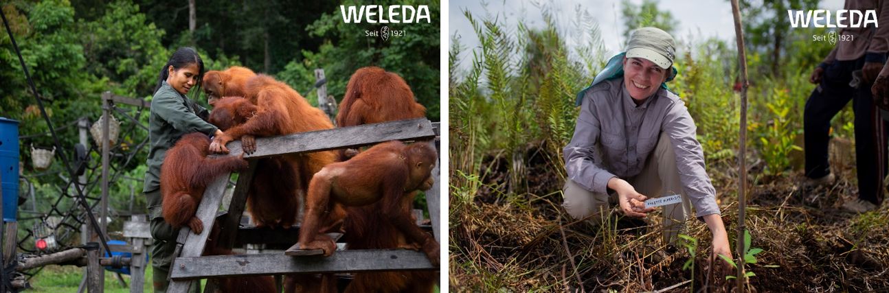 德国weleda护肤品怎么样,weleda抗皱精华