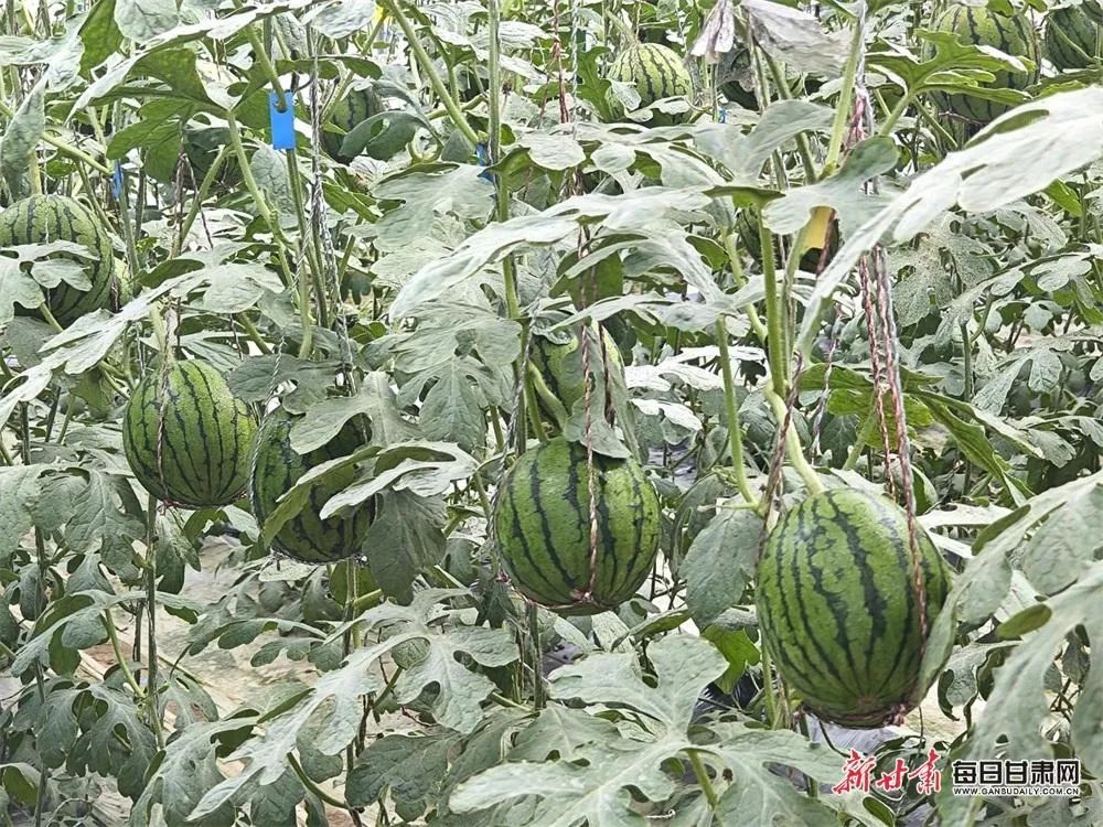 宁夏甘肃武威种西瓜,大学生返乡创业种植西瓜