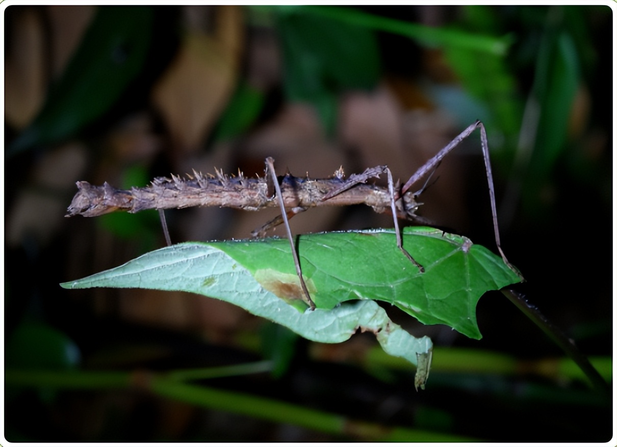 碳循万物•绿知未来|2023生物多样性创业夏令营，等你来探索！