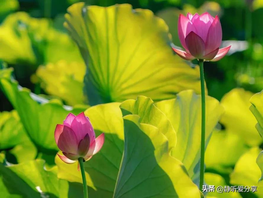 注册微头条怎样才有收益,微头条提现最低能提多少