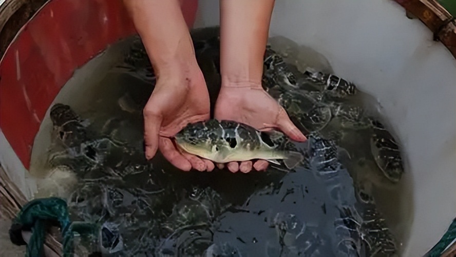 中国养殖河豚鱼,中国河豚鱼市场