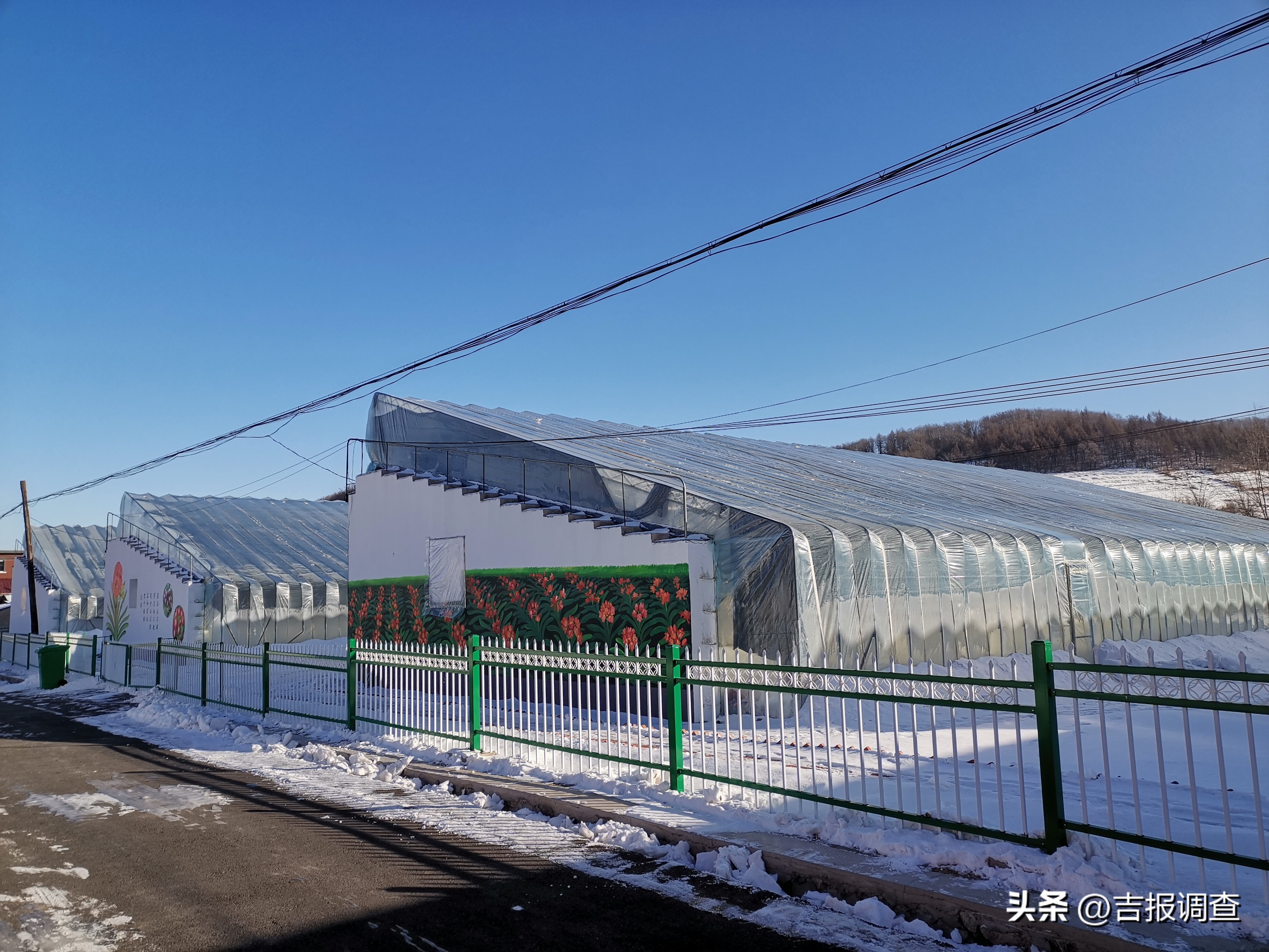 辉南县庆阳镇乡村振兴增添君子兰繁育新产业!君子兰通过电商渠道远销到国内多地