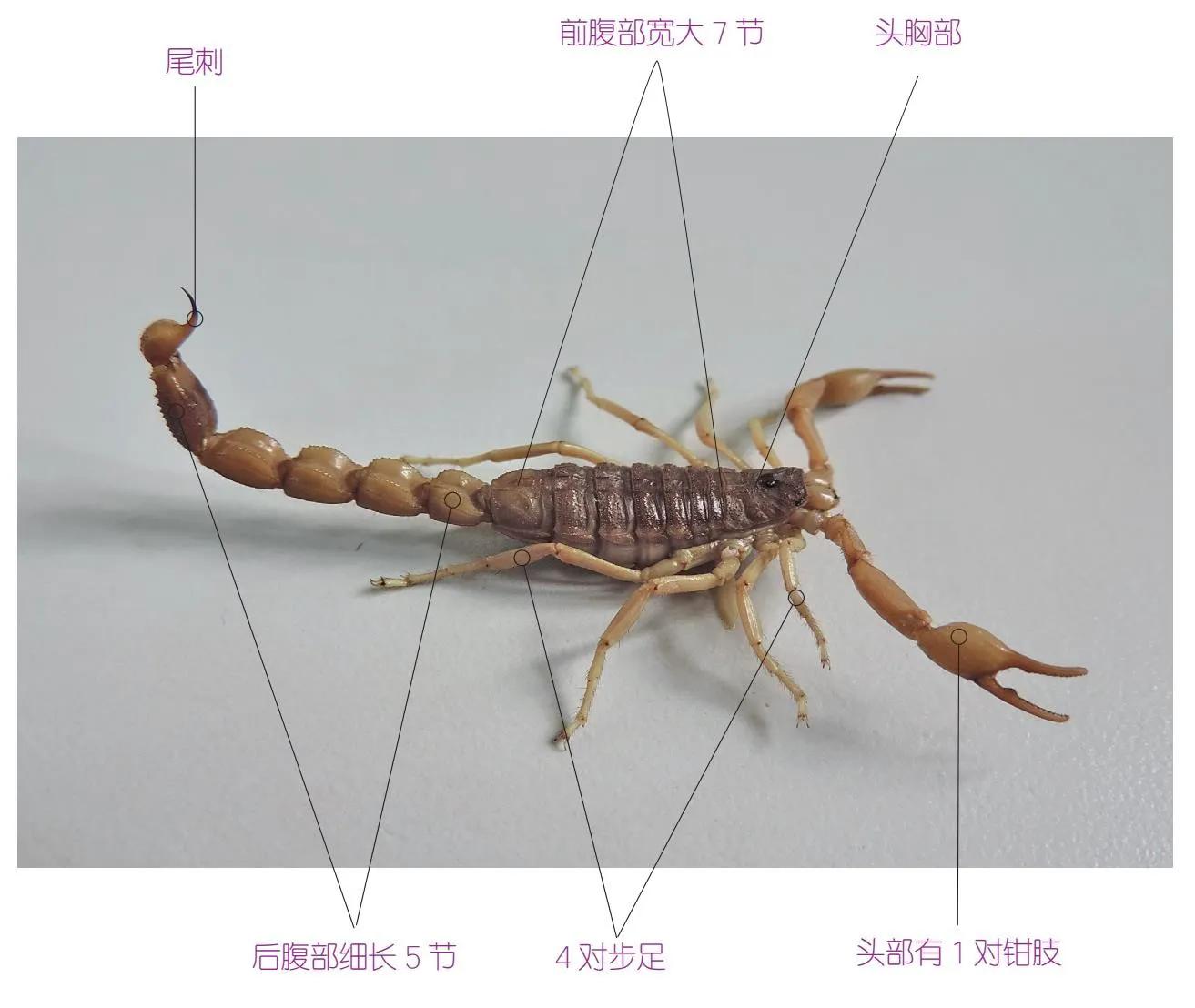 32种昆虫简介思维导图,32种食用植物