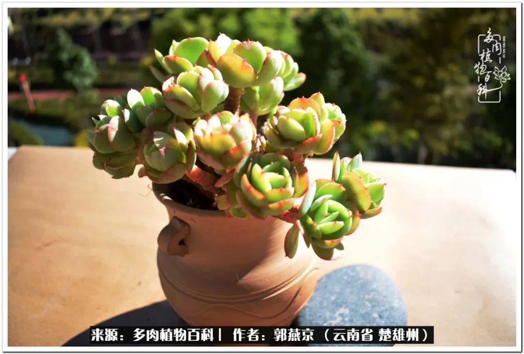 小院的多肉陪我度过春夏秋冬,好度夏又好过冬的多肉