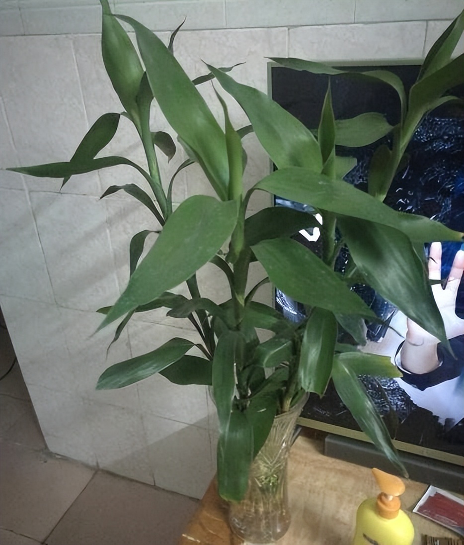 想要养好绿萝注意这几点就够了,绿萝养殖方法和注意事项和禁忌