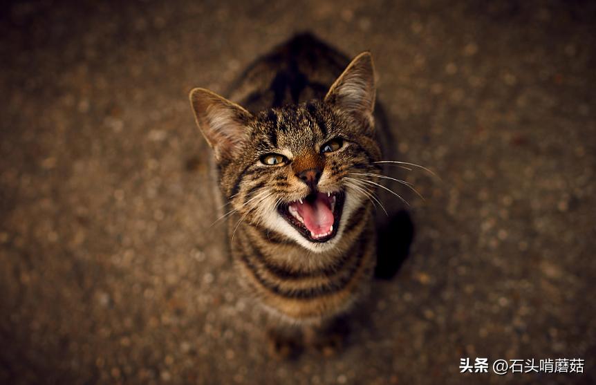 早上猫咪一直绕着你叫,猫咪一直叫是怎么回事