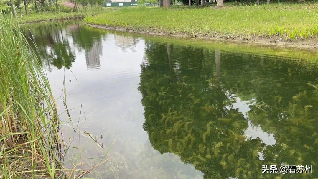 江苏地表水质优良率,太仓市规划环境影响评价