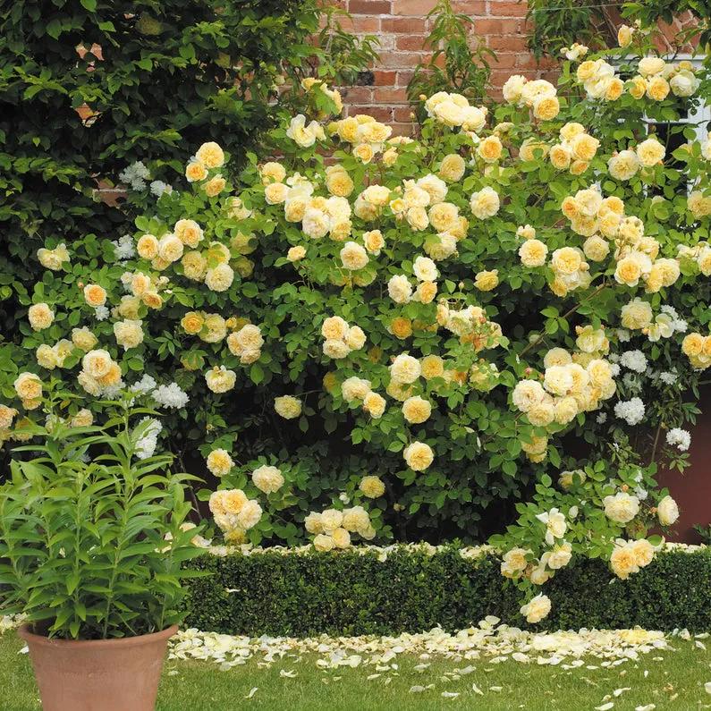 欢笑格鲁吉亚藤本,欢笑格鲁吉亚会变色吗