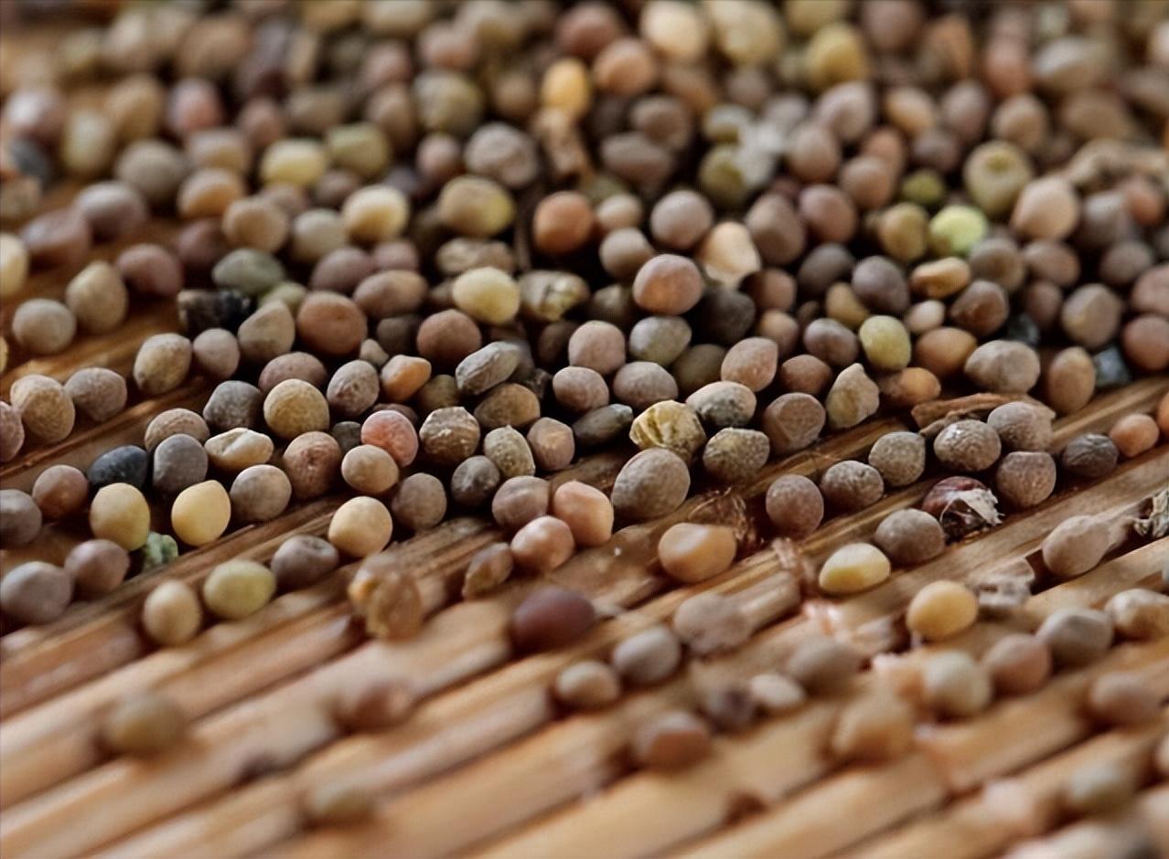 肾病综合征膜性肾病能吃茄子吗,肾病综合征膜性肾病二期治疗周期