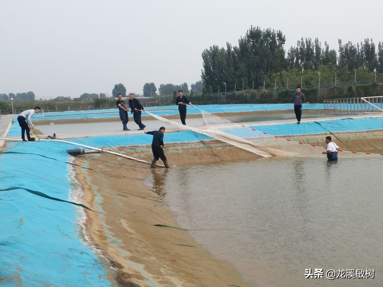 锦鲤分多少种什么样的锦鲤最好养,锦鲤要怎么选才能选到好的锦鲤