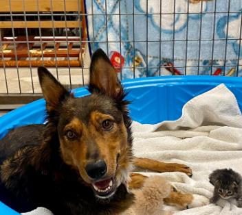 宠物狗胎死腹中怎么办,狗宝宝早产怎么救