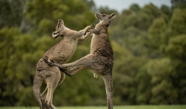 澳大利亚袋鼠泛滥当地人吃袋鼠,澳大利亚有5000万只袋鼠