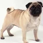 怎样看巴哥会不会说话,巴哥调皮怎么办