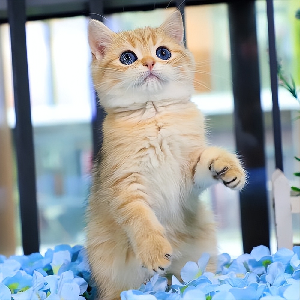 哪些猫适合新手入手,新手选猫应该注意些什么